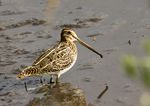 Gallinago gallinago Norfolk.jpg