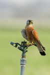 Lesser Kestrel from Fujeirah.jpg