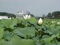 Lake in Muan with a Lotus-shaped building.