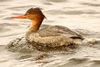 Red-breasted Merganser, female, Ottawa.jpg