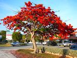 Royal Poinciana.jpg