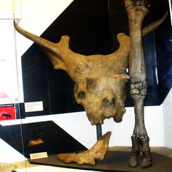 Sivatherium giganteus 2.JPG