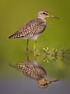 Wood Sandpiper Safari Park.jpg