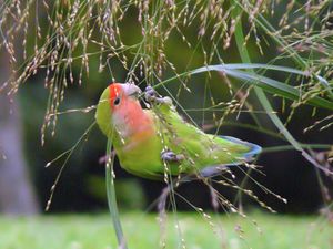 Agapornis roseicollis -eating grass seeds-8.jpg