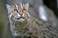 Fishing Cat (Prionailurus viverrinus) 3.jpg