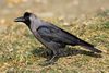 House-Crow444.jpg