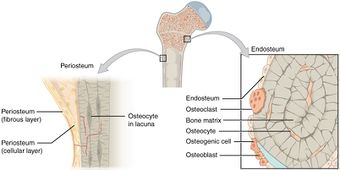 607 Periosteum and Endosteum.jpg