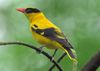 Black-naped Oriole.jpg