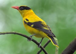 Black-naped Oriole.jpg