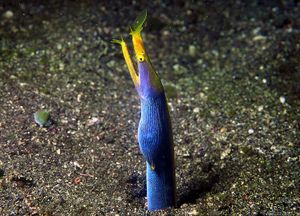 Photo of eel with head and neck protruding from sandy ocean bottom