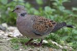 Turtle Dove compressed.jpg