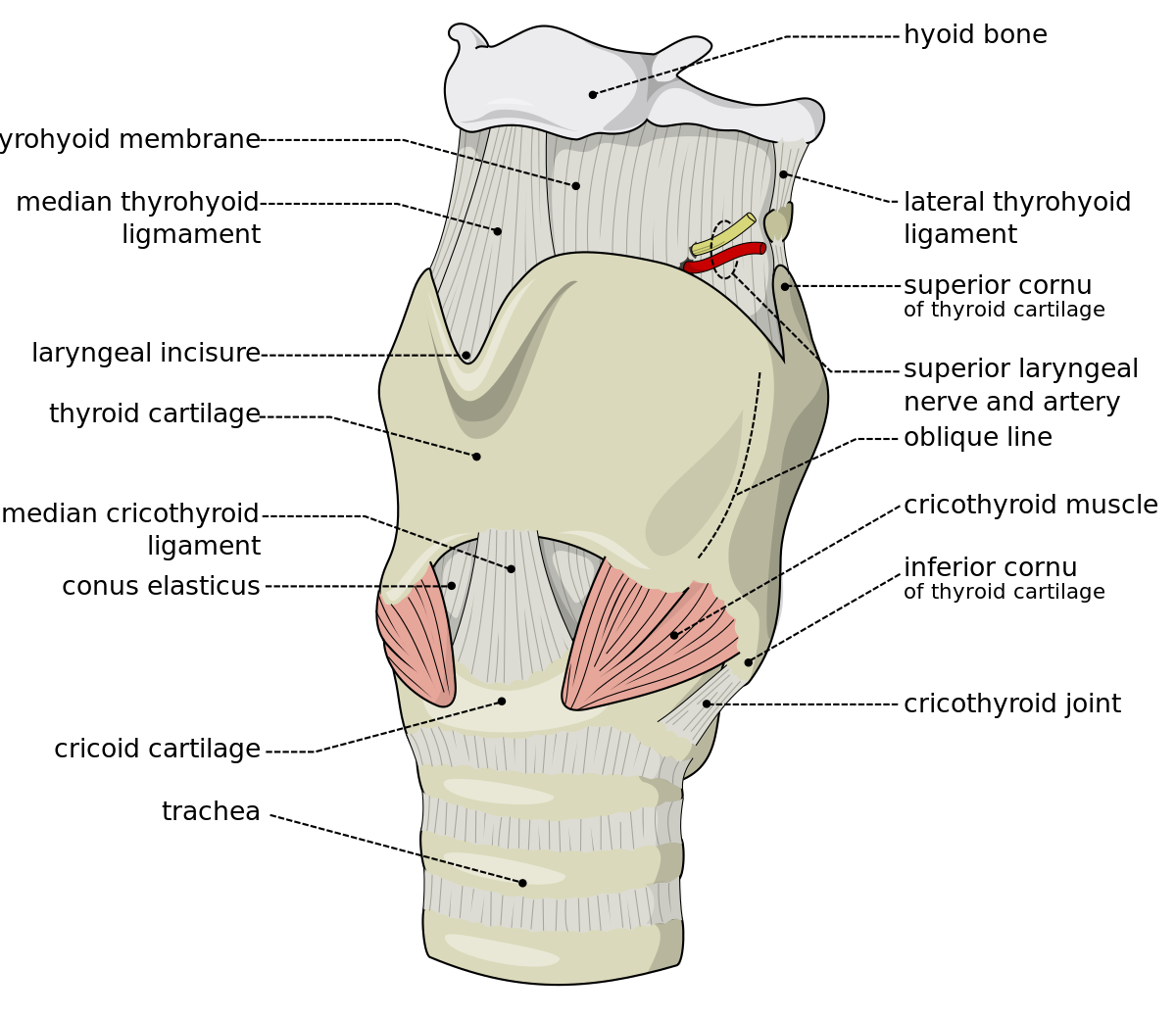 larynx-external-en-svg