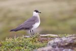 Parasitic Jaeger.jpg