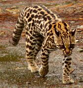 Tigrillo (Leopardus tigrinus)