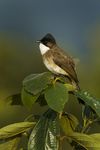 Brown-breasted Bulbul - Thailand S4E9144 (16429556574).jpg