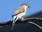 Indian Silverbill RWD12d.jpg