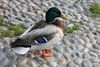 Male mallard (13).jpg