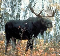 Moose