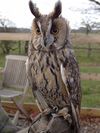 Asio otus -Battlefield Falconry Centre, Shrewsbury, Shropshire, England-8a.jpg