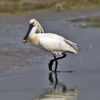 Eurasian Spoonbill-2.jpg