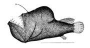 The first spine of the dorsal fin of anglerfish is modified like a fishing rod with a lure