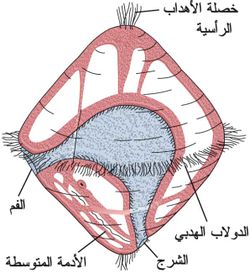 اليرقة حاملة الدولاب.