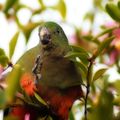 Juvenile eating