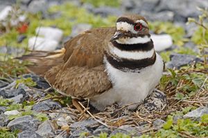 Killdeer - Charadrius vociferus, Blackwater National Wildlife Refuge, Cambridge, Maryland - 7033351019.jpg