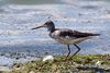 Greenshank (Tringa nebularia).jpg