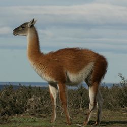 Guanaco 09.24.jpg