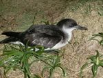 Manx Shearwater.JPG