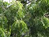 Neem tree leaves.JPG