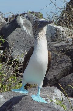 Blue-footed Booby (Sula nebouxii) -one leg raised.jpg