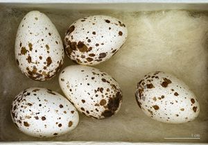 Hirundo rustica MHNT.jpg