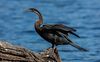 Pato aguja africano (Anhinga rufa), parque nacional de Chobe, Botsuana, 2018-07-28, DD 46.jpg