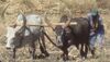 Raya oxen at ploughing.jpg