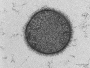 Bacillus subtilis.jpg