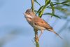 Common Whitethroat.jpg