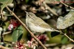 Greenish warbler (Phylloscopus trochiloides).jpg