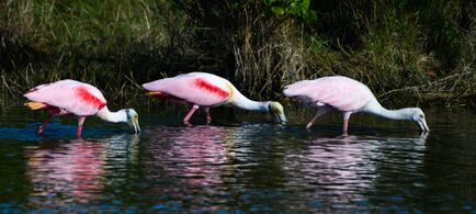 Foraging roseate spoonbills at Merritt Island, Florida United States