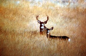 A mule deer with relatively large antlers