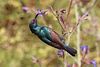 Palestine sunbird (Cinnyris osea osea) male.jpg