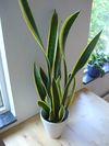 Snake plant.jpg