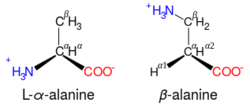 مقارنة بين تركيب الألانين والبيتا-ألانين.