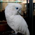 Cacatua ducorpsii-5-2c.jpg