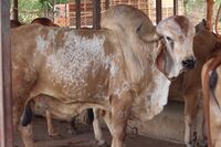 Raghav Gir bull at Hyderabad.jpg
