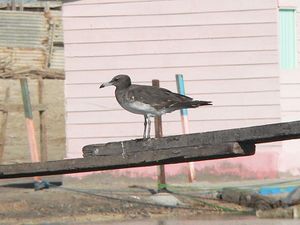 Sooty gull juvenile.jpg