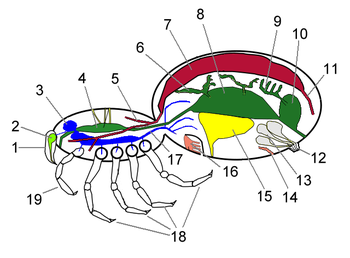 Spider main organs labelled.png