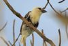 White-headed Barbet, Lake Manyara, Tanzania (8495910236).jpg