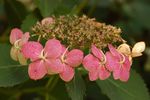 H. m. 'Tokyo Delight' Pink summertime flowers